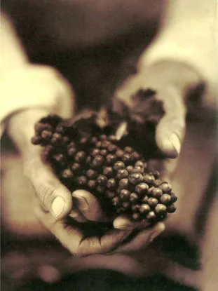 A book about the culinary arts. A collection of essays about food, wine and art.  Edited by Julia Childs and Robert Mondavi.