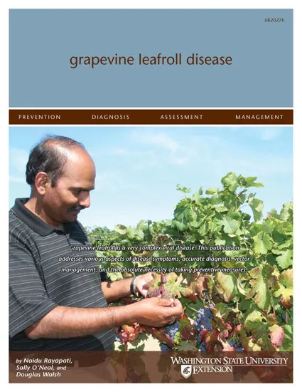 Picture of Grapevine Leafroll Disease