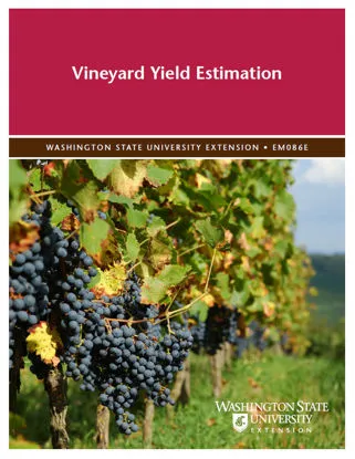 Picture of Vineyard Yield Estimation