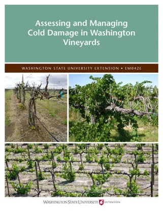 Picture of Assessing and Managing Cold Damage in Washington Vineyards